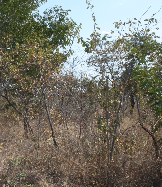 African winter bush