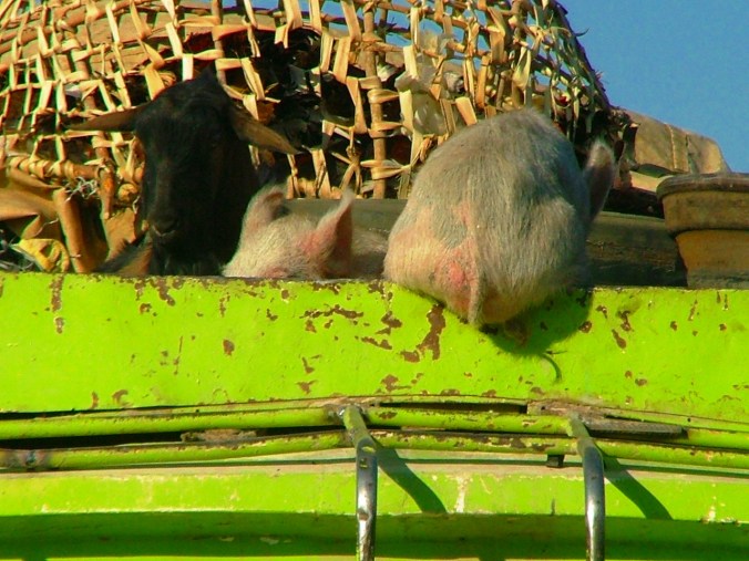 To market to market, to sell some fat pigs (and a goat)