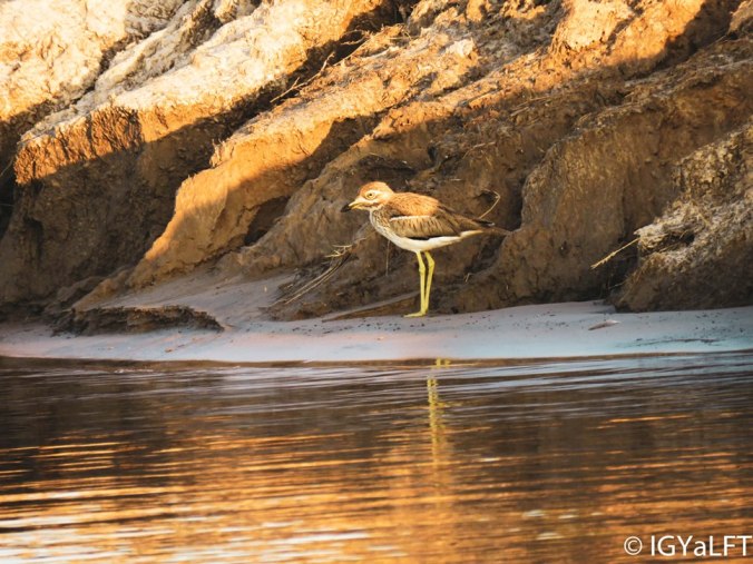 yellow thick knees 2019-04